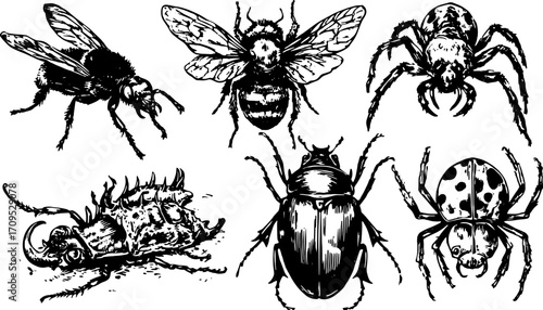 Vintage insect illustrations: bee, spider, beetle, and other bugs. Classic line drawing set in black and white vector illustration.