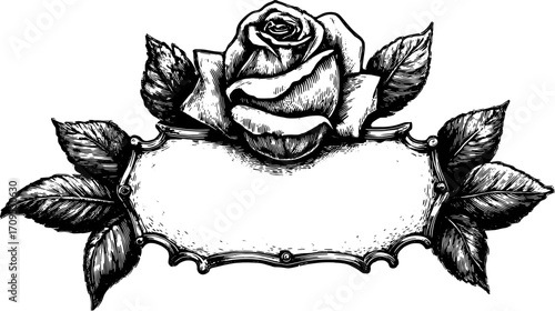 Engraving of a rose, surrounded by leaves. Vintage floral vector illustration in a decorative set, ideal for backgrounds and labels.