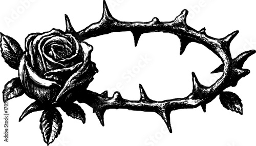 Vintage rose with thorns in an outlined engraving style. Detailed botanical vector illustration set on a black and white background.