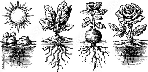 Sun and plants illustrated in vintage black and white sketch style. This botanical illustration is a unique vector set highlighting growth and agriculture.