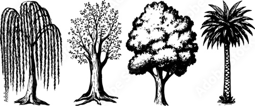 Tree illustrations featuring willow, oak, and palm in black and white vector style. Simple design highlighting nature in a botanical set.