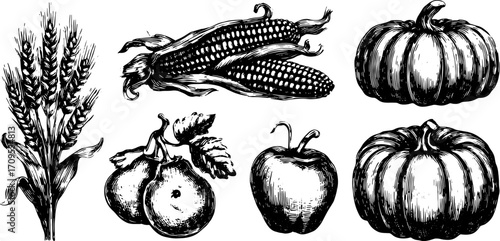 Vector illustration featuring a set of wheat, corn, pumpkins, apples, and pears. Simple black and white sketch representing seasonal produce.