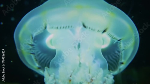 Mesmerizing Moon Jellyfish
