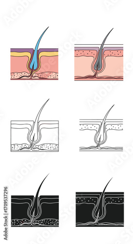 Understanding hair follicle structure and its growth cycle.