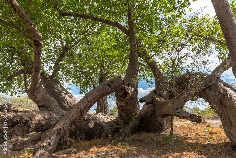 Obraz premium Old baobab tree in Khaudum National Park, Namibia