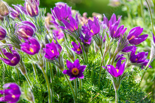Bild auf Leinwand Anemone patenss on a green natural background