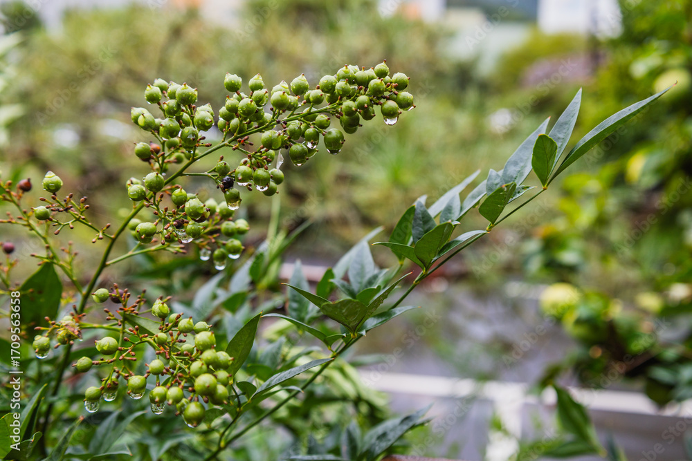 Obraz premium Decorative berries Indian Lilac (Lagersstroemia Indica or Crepe Myrtle). Bunny with leaves and droplets of water