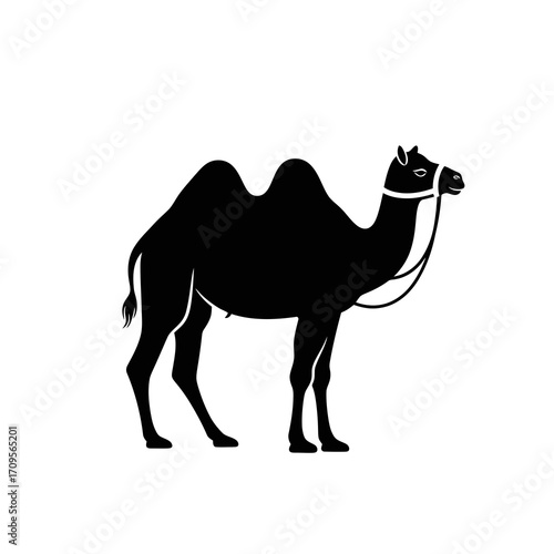 Black silhouette of a dromedary camel with a bridle isolated on white background silhouette