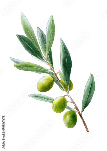 Wallpaper Mural Illustration of an olive branch with olives and leaves Torontodigital.ca