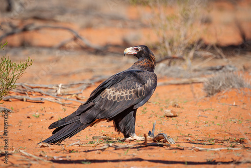 A majestic Wedge-tailed Eagle, a large and powerful bird of prey, looks around for its next meal in the dry red earth, semi-arid environment in Sturt National Park, New South Wales, Australia.