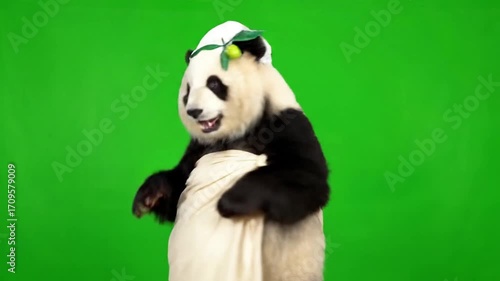 Funny panda with toga hat dancing silly moves on green screen
