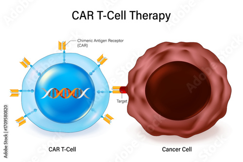 CAR T-cell therapy. CAR T-cells are binding to cancer cells and destroying them. Engineering patient-derived immune cells to treat cancer.