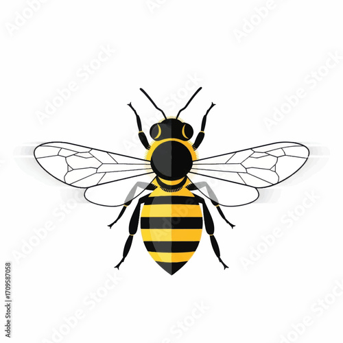 Detailed illustration of a honey bee with black and yellow stripes.