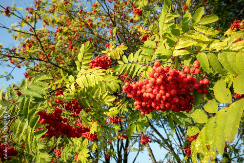 Sorbus aucuparia, red rowan berries at autumn