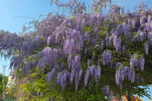 Tree of Wisteria sinensis, Chinese wisteria