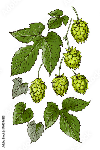 Colored Hop Plant Vector Illustration – Botanical Drawing with Cones and Leaves