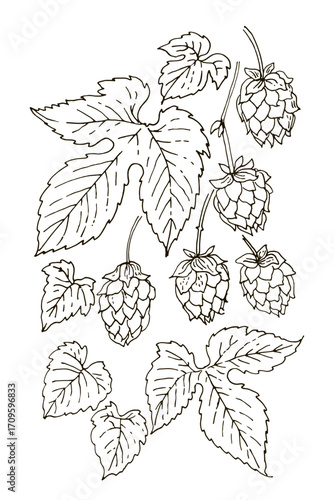 Hop Plant Botanical Line Art – Cones and Leaves Vector Illustration