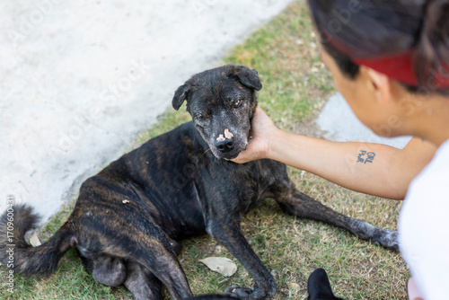 Foto Volunteer petting a disabled stray dog with skin problems