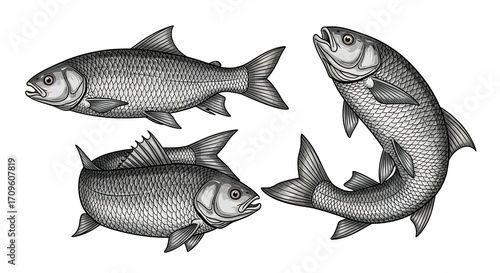 Vintage Fish Illustration - Detailed Engraving of Aquatic Life.