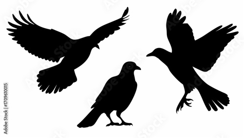 Three black bird silhouettes featuring a standing bird and two birds in flight with wings spread wide open