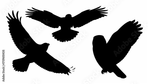 Silhouette illustration showing three birds in flight with wings spread on a white background view