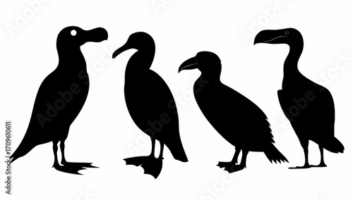 Illustration of four different bird silhouettes standing side by side in a row against a white background