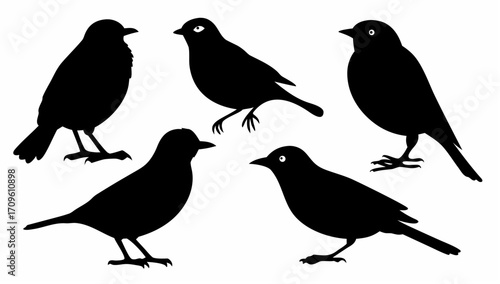 Silhouette illustration showing a group of five birds in various poses against a white background scene