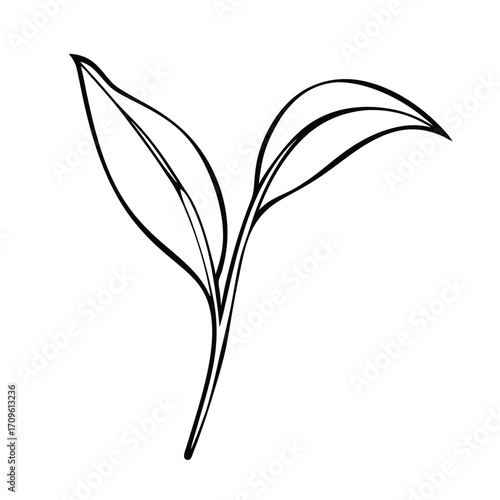 Hand Drawn Sprout With Two Leaves Keywords: sprout, seedling, plant, growth, new life, nature