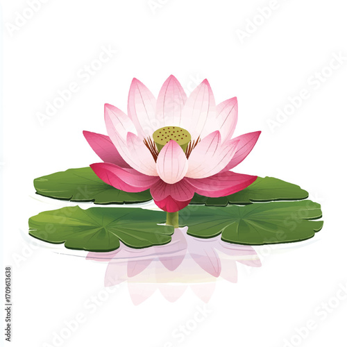  Beautiful Pink Lotus Flower with Green Leaves and Reflection