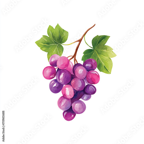 dolpunk_a_cute_Grape_illustration_style_watercolor_clean_whit_778759cf-6133-4562-bcc2-dfe57e3137dd_0