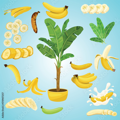 Illustration of Banana Fruits and Plant Set on Blue Background