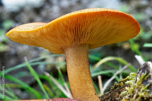 Detail of a Plum and Custard Mushroom, Tricholomopsis rutilans, showing its characteristic Egg Yolk colouration on the gills on its underside.