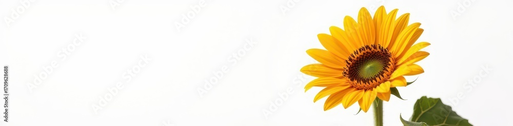 Fototapeta premium Single sunflower blooming vibrantly against a pure white background, showcasing its golden petals and dark center. Perfect for summer, nature, or floral design, plant, design element, blossom