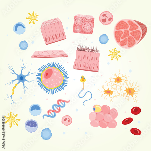 Flat Detailed Illustration of Various Human Tissue Cell Type and Component
