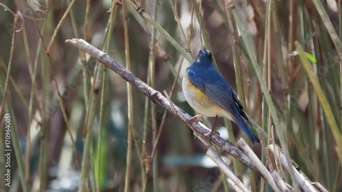 森の中で枯れ木に留まって周りを見渡しているルリビタキの雄