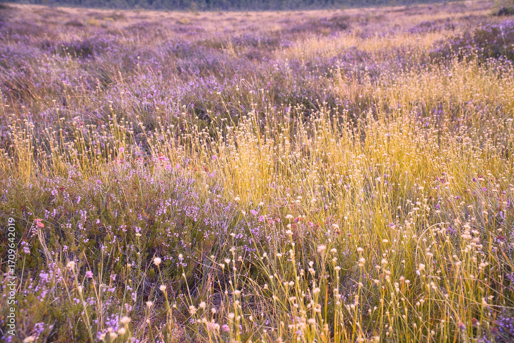 Naklejka premium Colorful autumn meadow with wildflowers and heather in warm sunlight