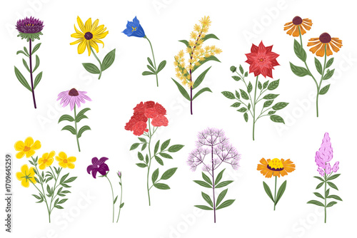 Vector set of colorful wildflowers and meadow plants isolated on white background. Hand-drawn botanical illustration, perfect for floral design, patterns, greeting cards and nature concepts.