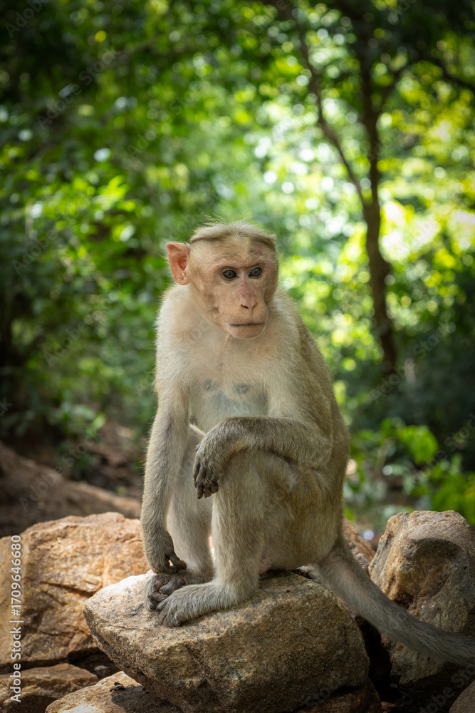 Portrait of an Indian Monkey Portrait of an Indian Monkey