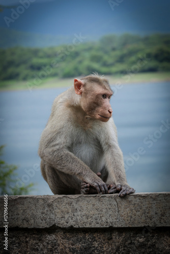 Portrait of an Indian Monkey