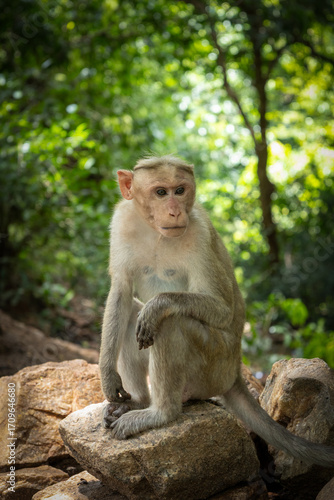 Portrait of an Indian Monkey