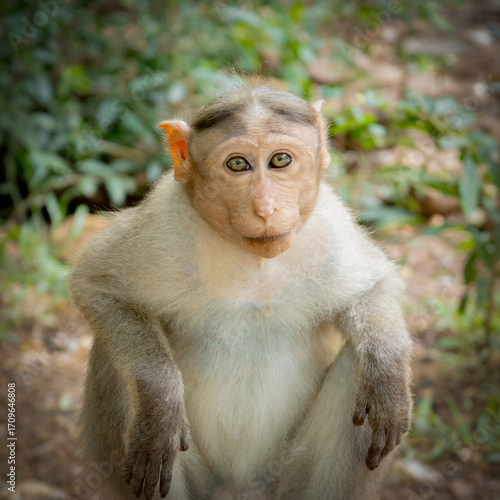 Portrait of an Indian Monkey