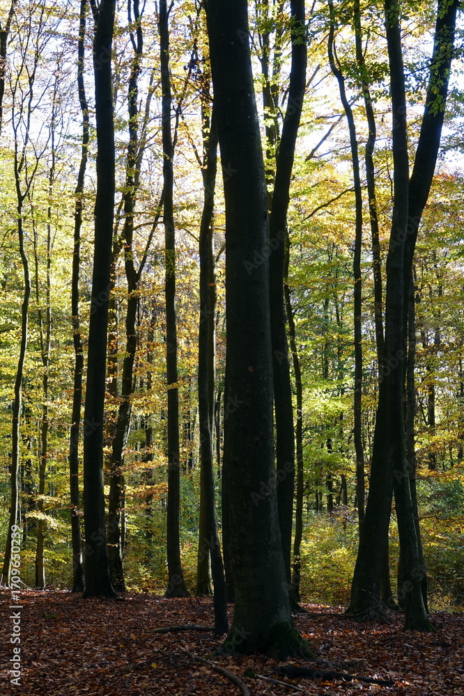 Fototapeta premium Herbstwald