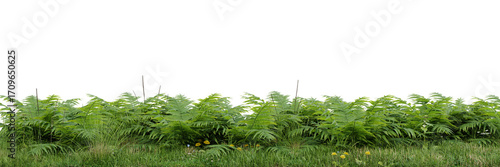 Green grass and fern border, isolated on a white background with copy space on transparent background 3d rendering png