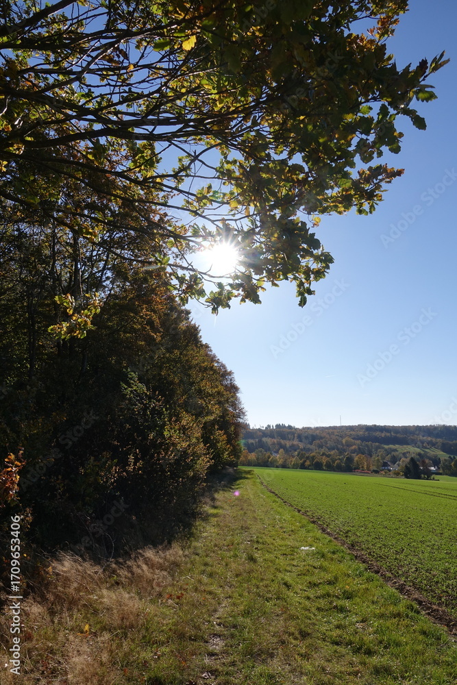 Fototapeta premium Waldrand mit Sonne