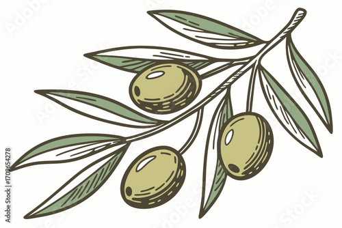 Green olives with leaves isolated in clean design