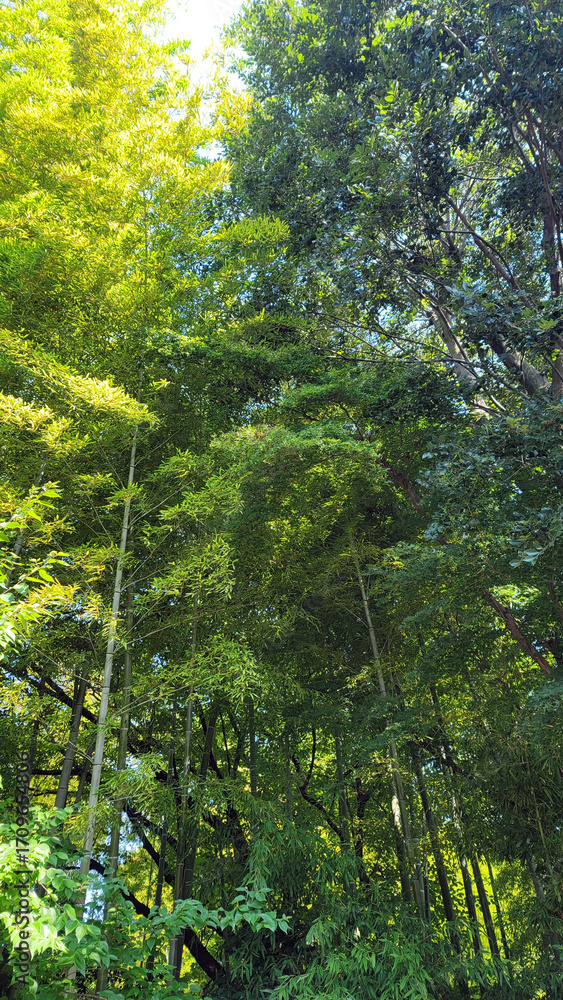 Obraz premium 日本の竹藪／Japanese bamboo grove／일본의 대나무 藪