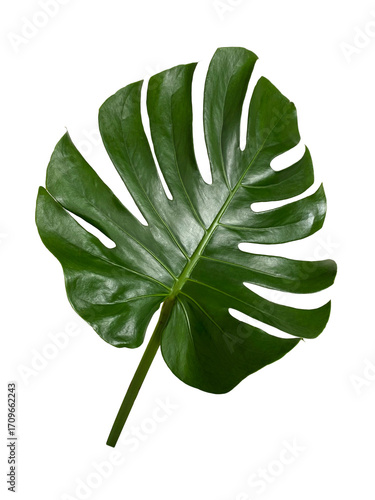 Single leaf of Monstera