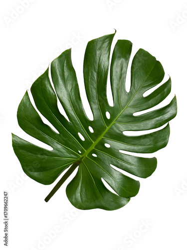 Single leaf of Monstera