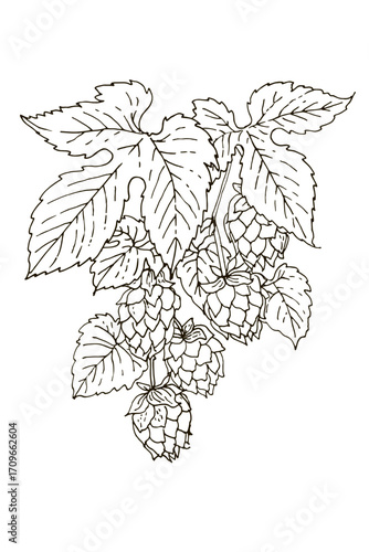 Hop Plant Vector Illustration – Botanical Drawing with Cones and Leaves