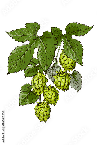 Colored Hop Plant Vector Illustration – Botanical Drawing with Cones and Leaves